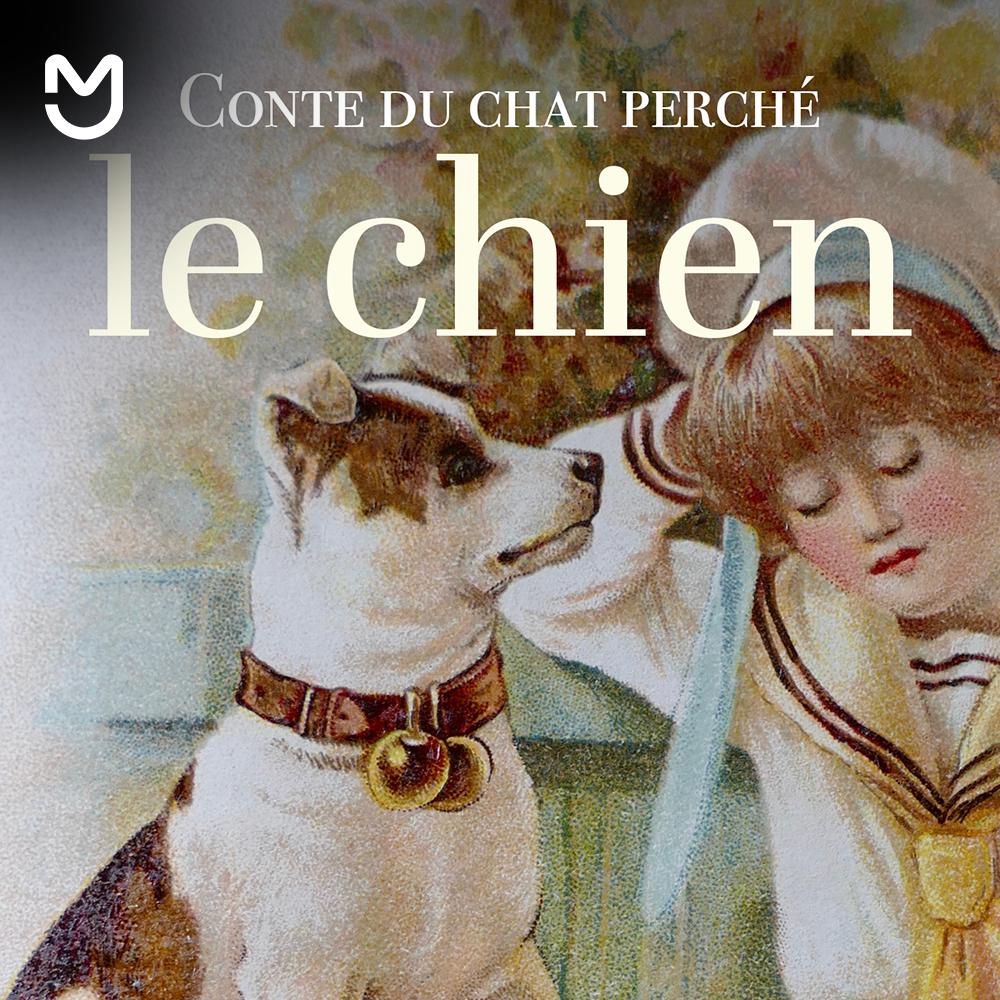 Chat perché - le chien